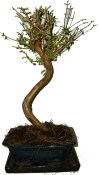 Metasequola - sekvoj 610 - venkovní bonsai