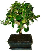 Pokojová bonsaj Carmona microphylla - čaj fuki 720