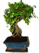 Pokojová bonsaj Carmona microphylla - čaj fuki 720