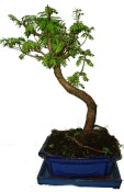 Metasequoia - sekvoj 612 - venkovní bonsaje