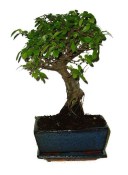 Pokojová bonsaj Carmona microphylla - čaj fuki 720
