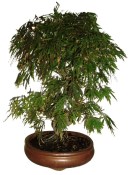 Acer palmatum - Javor dlanitolistý 779