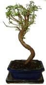 Metasequoia - sekvoj 680 - venkovní bonsaje