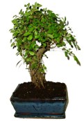 Pokojová bonsaj Carmona microphylla - čaj fuki 720