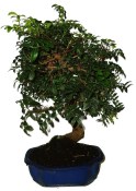 Bonsai Pistacia Lentiscus 780