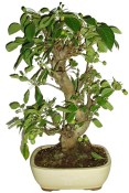 Malus - Třešňoplodá jabloň 780