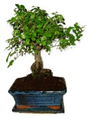 Pokojová bonsaj Carmona microphylla - čaj fuki 720