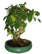 Malus - Třešňoplodá jabloň 781