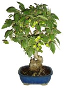 Malus - Třešňoplodá jabloň 783