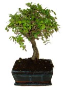 Pokojová bonsaj Carmona microphylla - čaj fuki 720
