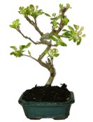 Malus - Třešňoplodá jabloň 784