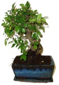 Pokojová bonsaj Carmona microphylla - čaj fuki 720