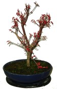 Acer palmatum - Javor dlanitolistý 681