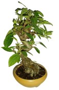 Malus - Třešňoplodá jabloň 786