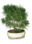 Pinus thunbergii 927 - borovice Thunbergova
