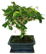 Pokojová bonsaj Carmona microphylla - čaj fuki 720