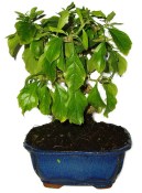 Durantha repens rarita Durancie 789