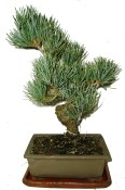 Pinus pentaphila 597 - venkovní bonsaje