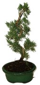 Juniperus - Jalovec 791 - venkovní bonsaje