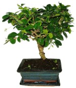 Pokojová bonsaj Carmona microphylla - čaj fuki 720