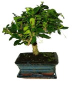 Pokojová bonsaj Carmona microphylla - čaj fuki 720