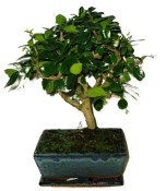 Pokojová bonsaj Carmona microphylla - čaj fuki 720