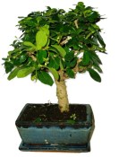 Pokojová bonsaj Carmona microphylla - čaj fuki 720