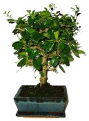 Pokojová bonsaj Carmona microphylla - čaj fuki 720