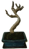 Ficus carica - fíkovník plodící fíky 652