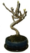 Ficus carica - fíkovník plodící fíky 205