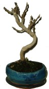 Ficus carica - fíkovník plodící fíky 654