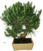 Bonsai Pinus halepensis 802