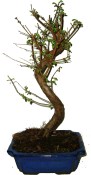 Metasequoia - sekvoj 679 - venkovní bonsaje
