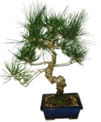 Pinus thunbergi 805 - venkovní bonsaje