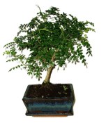 Caragona spinosa - čínský pepř 683 - bonsai