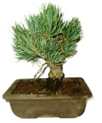 Pinus pentaphila 806 - venkovní bonsaje