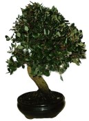 Quercus dub 807 - venkovní bonsaje