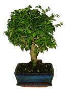 Ligustrum chinensis ptačí zob 704