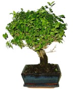 Ligustrum chinensis ptačí zob 704