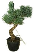 Pinus pentaphila 809 - venkovní bonsaje