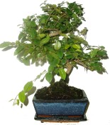 Pokojová bonsai Sagerethia thea 295
