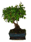 Pokojová bonsai - Sagerethia thea 393