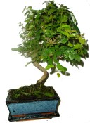 Pokojová bonsai Sagerethia thea 296
