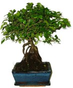 Pokojová bonsai - Sagerethia thea 393