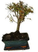 Punica granatum - granátovník 811