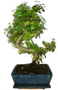 Pokojová bonsai Sagerethia thea 228