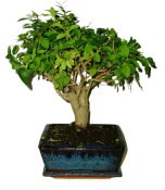Ligustrum chinensis ptačí zob 704