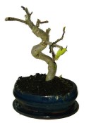 Ficus carica - fíkovník plodící fíky 812