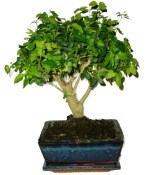 Ligustrum chinensis ptačí zob 704