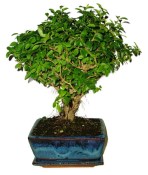 Ligustrum chinensis ptačí zob 704